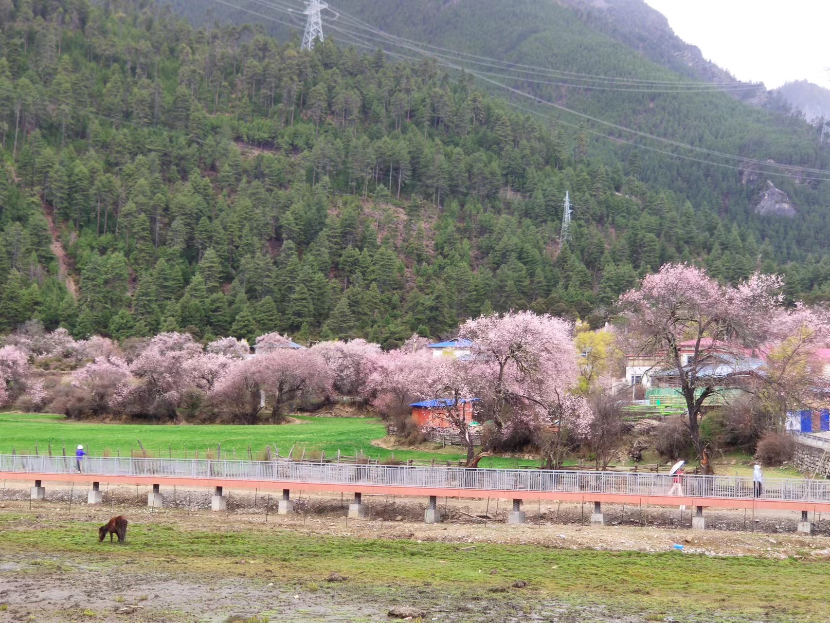 林芝波密桃花溝景區(qū)包車(chē)租車(chē)游